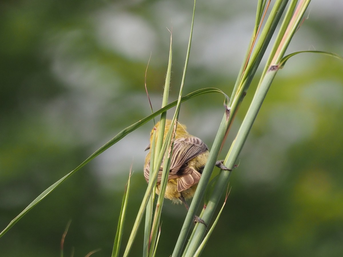 Yellow Penduline-Tit - Guillermo Parral Aguilar