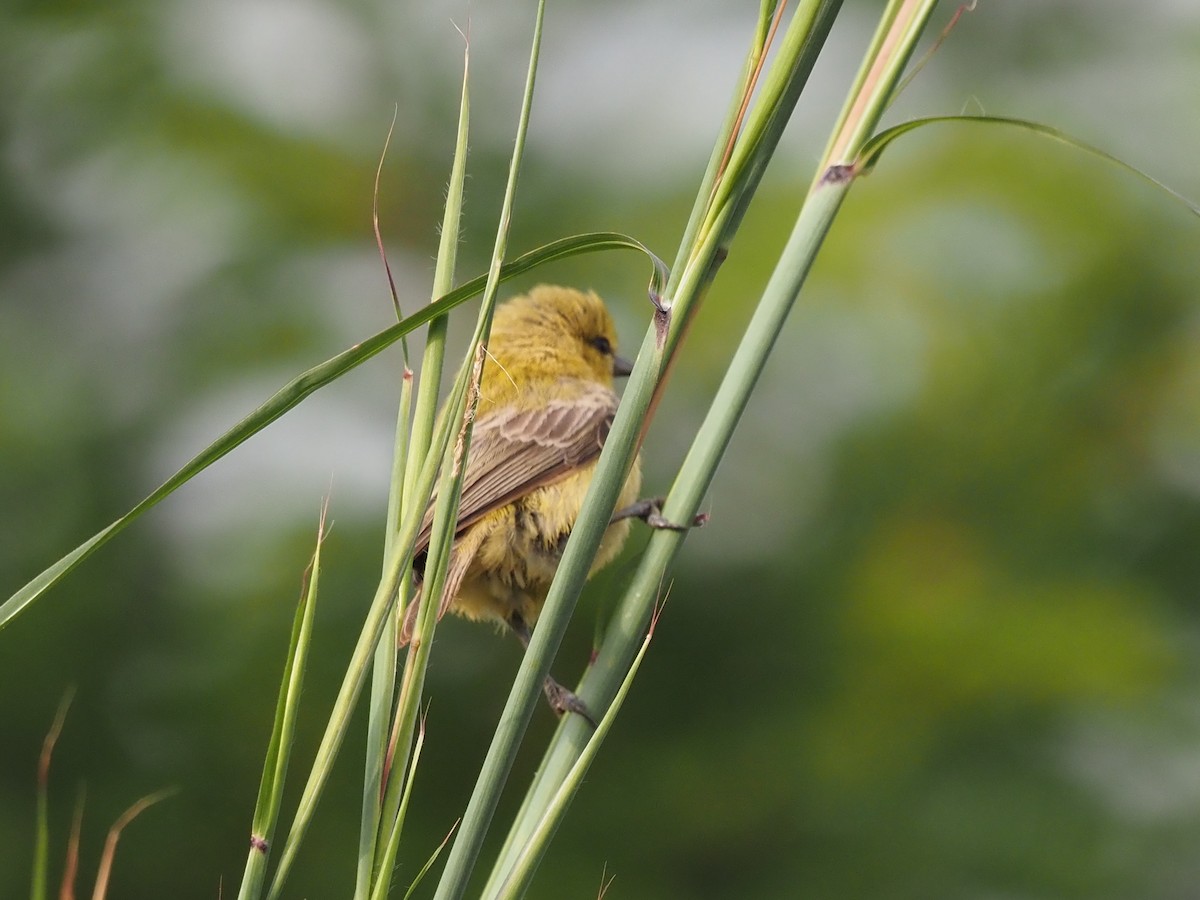 Yellow Penduline-Tit - ML612675990