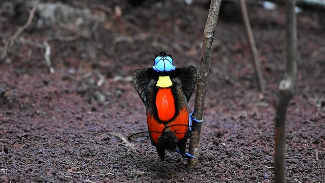 Wilson's Bird-of-Paradise - ML612676002
