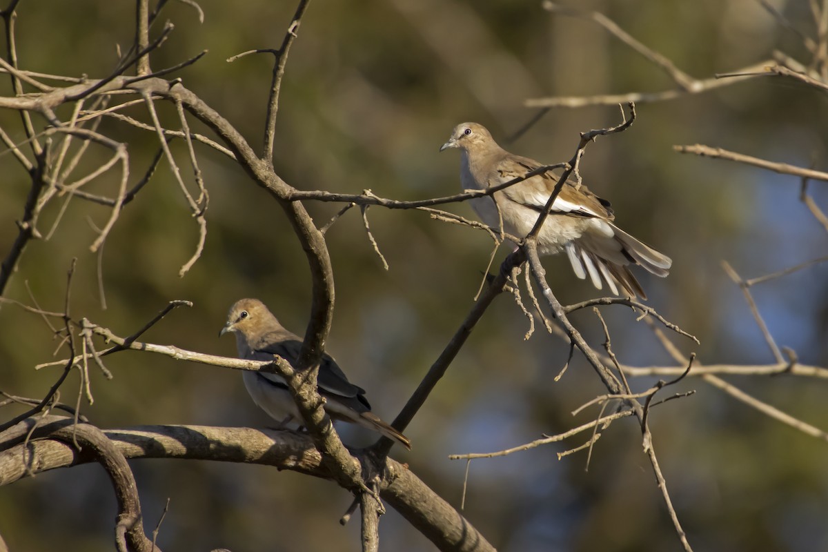 Picui Ground Dove - Antonio Rodriguez-Sinovas