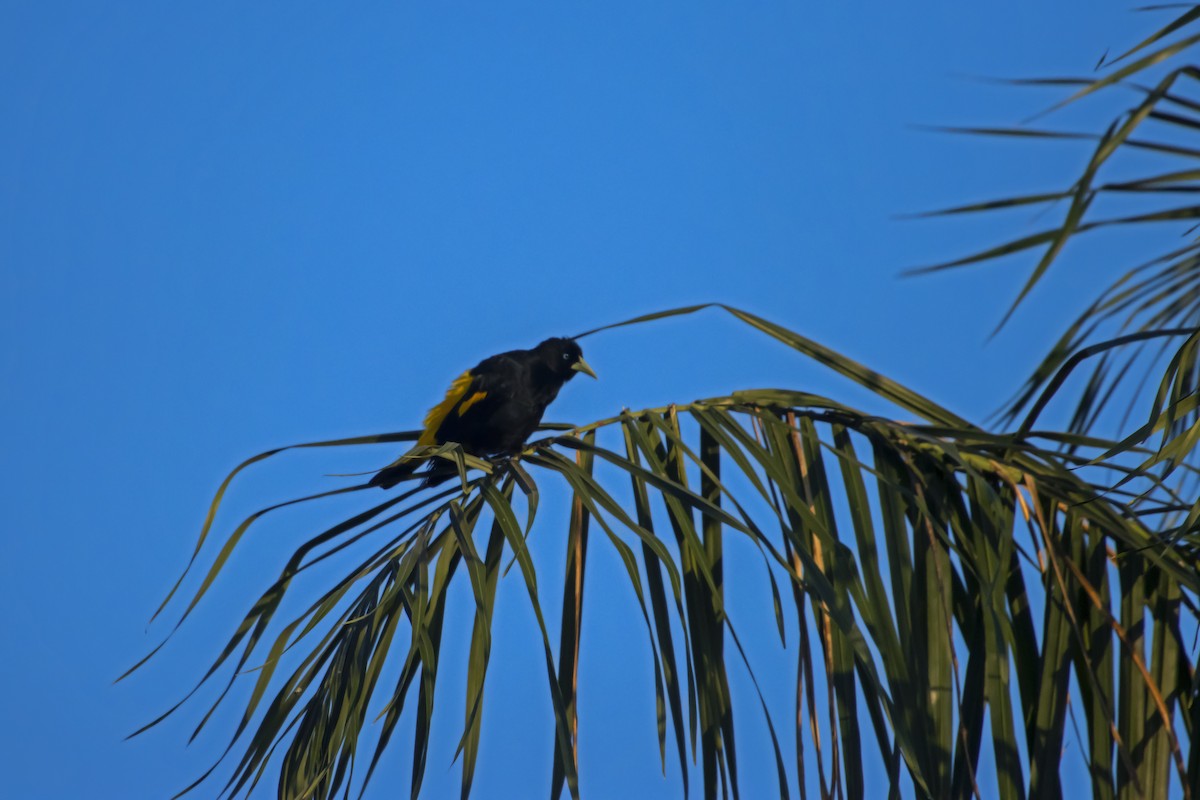 Yellow-rumped Cacique - Antonio Rodriguez-Sinovas