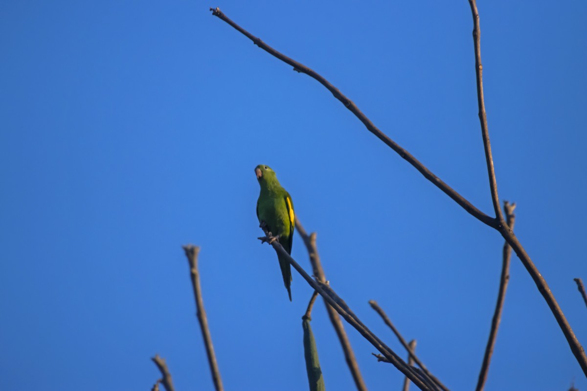 Yellow-chevroned Parakeet - Antonio Rodriguez-Sinovas