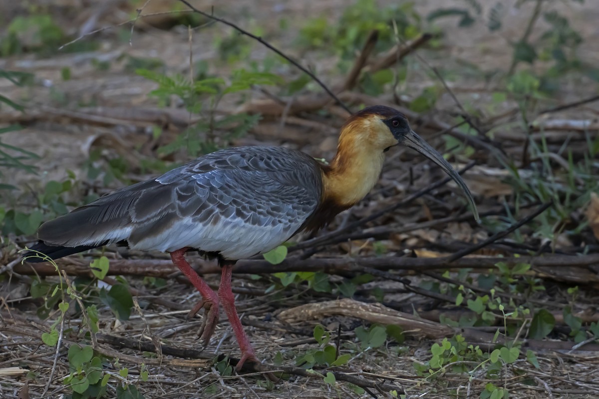 Buff-necked Ibis - Antonio Rodriguez-Sinovas