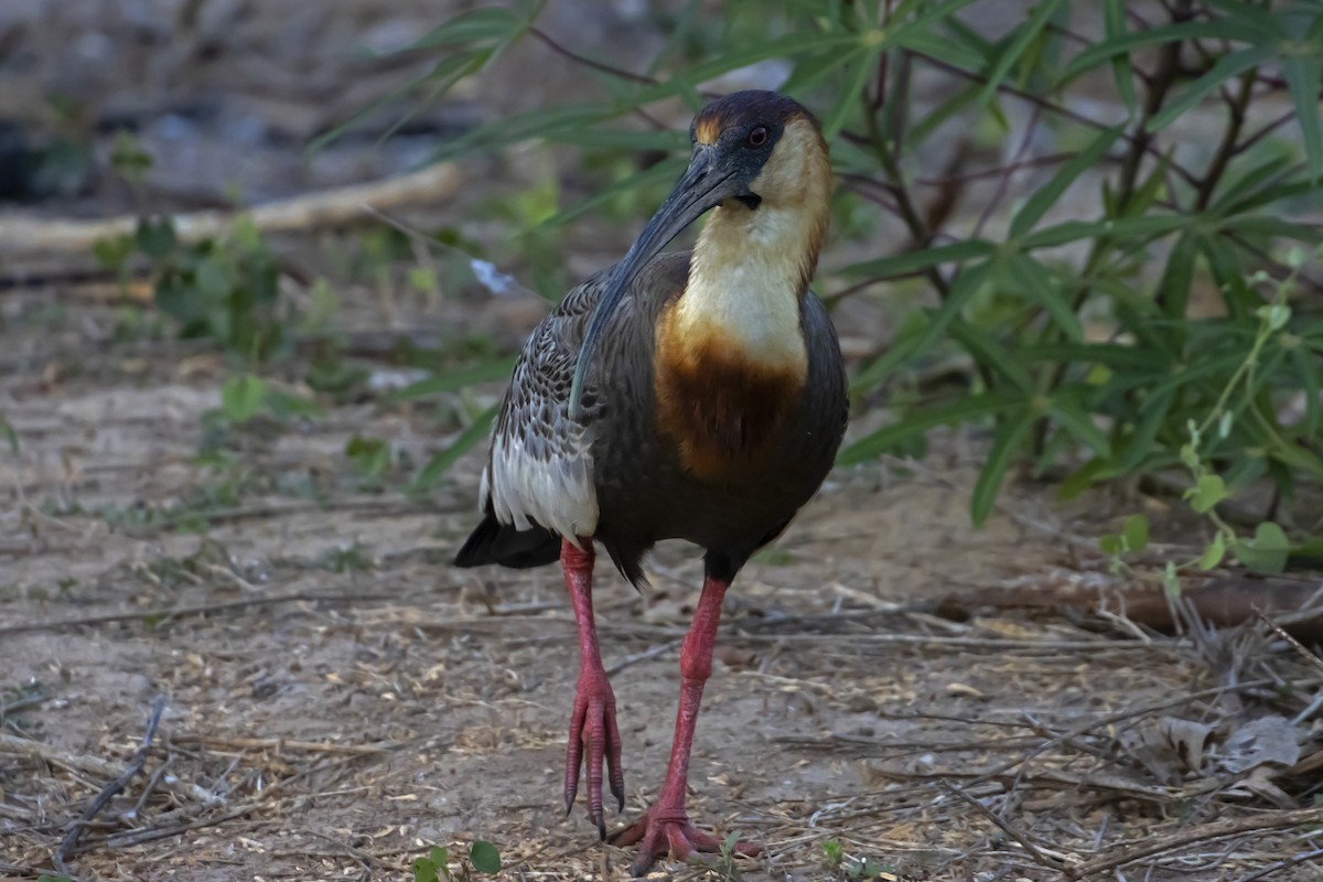 Buff-necked Ibis - Antonio Rodriguez-Sinovas