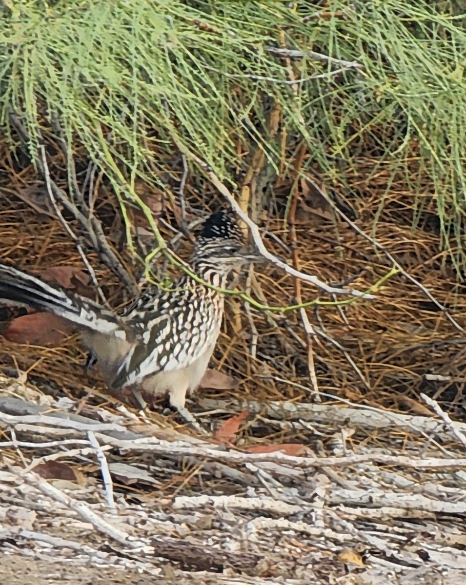 Greater Roadrunner - Sarron Itliong