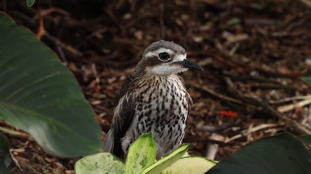 Bush Thick-knee - ML612676125