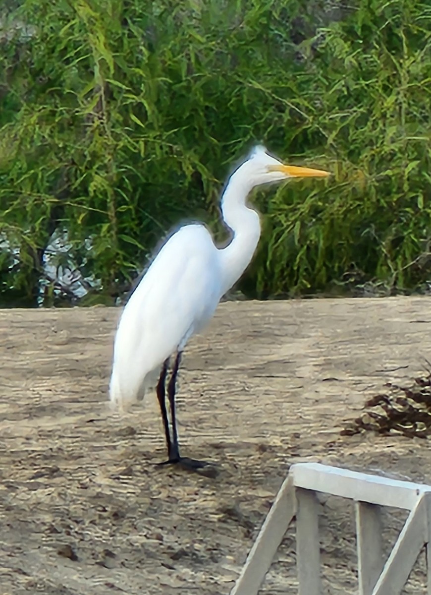 Great Egret - Sarron Itliong