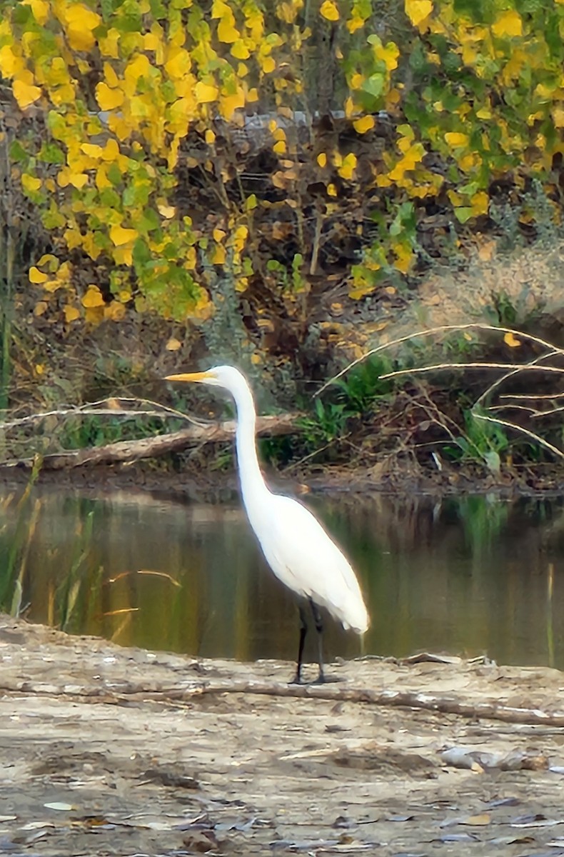 Great Egret - Sarron Itliong