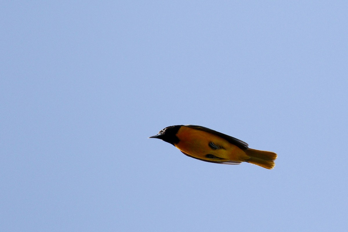 Baltimore Oriole - ML612676182