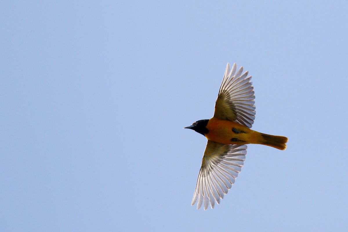 Baltimore Oriole - ML612676183