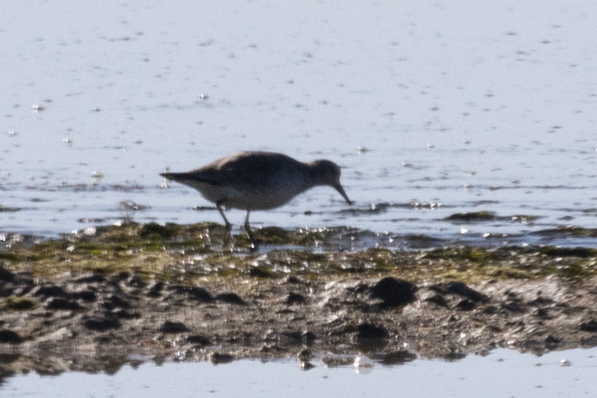 Red Knot - ML612676205