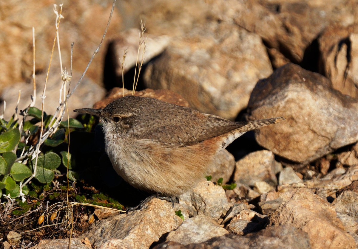Troglodyte des rochers - ML612676209