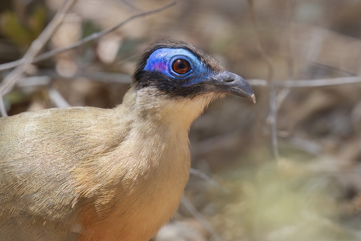 Coua géant - ML612676212