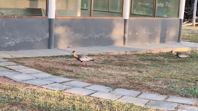 Buff-necked Ibis - ML612676213