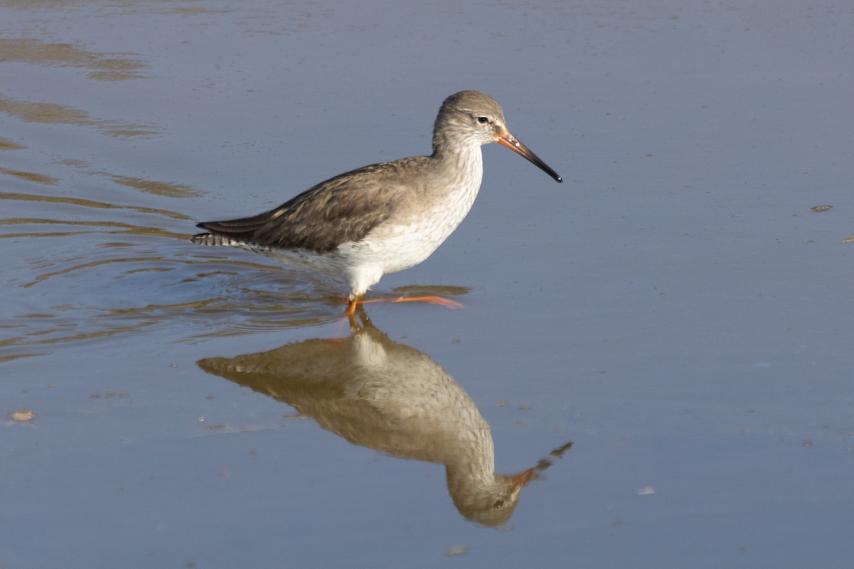 Common Redshank - Jodhan Fine