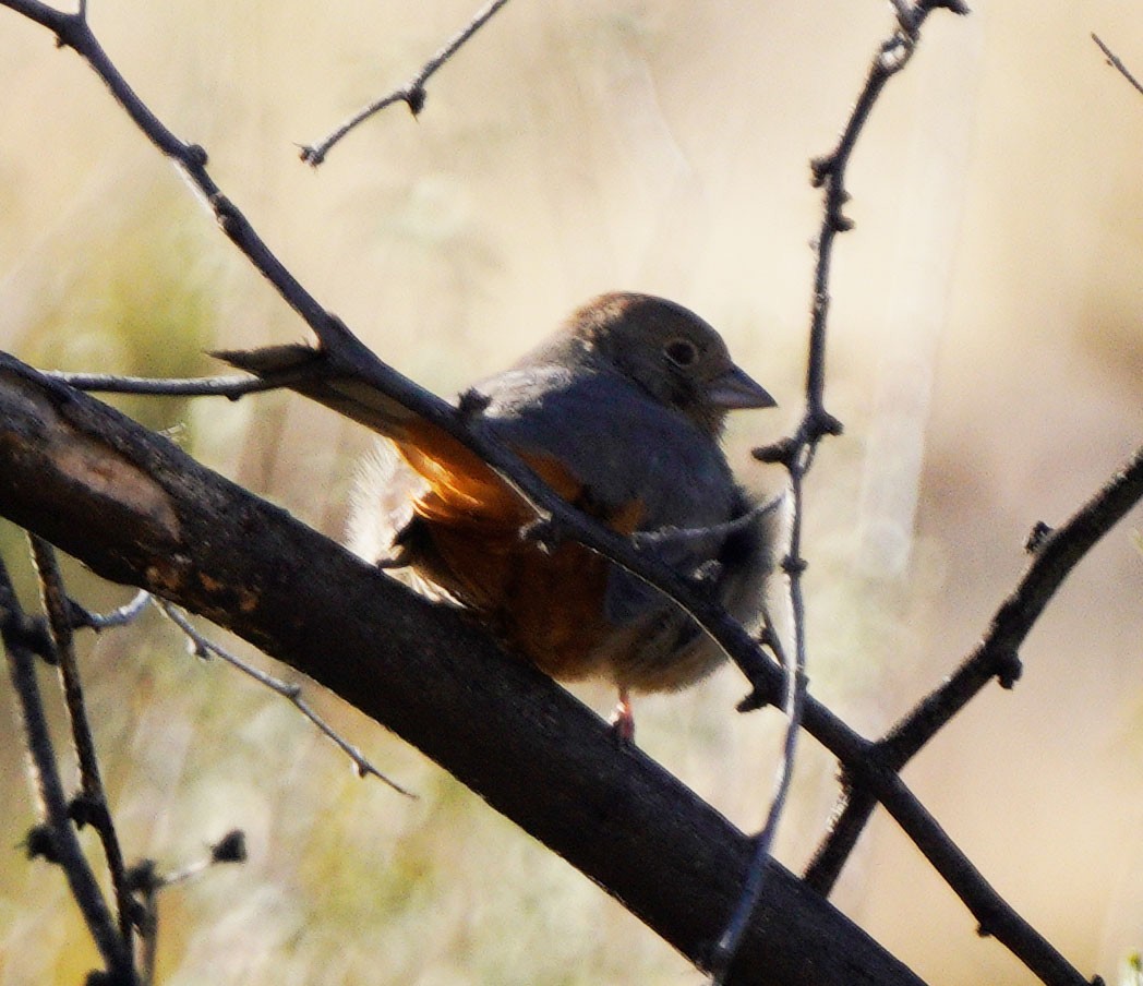 Tohi des canyons - ML612676222