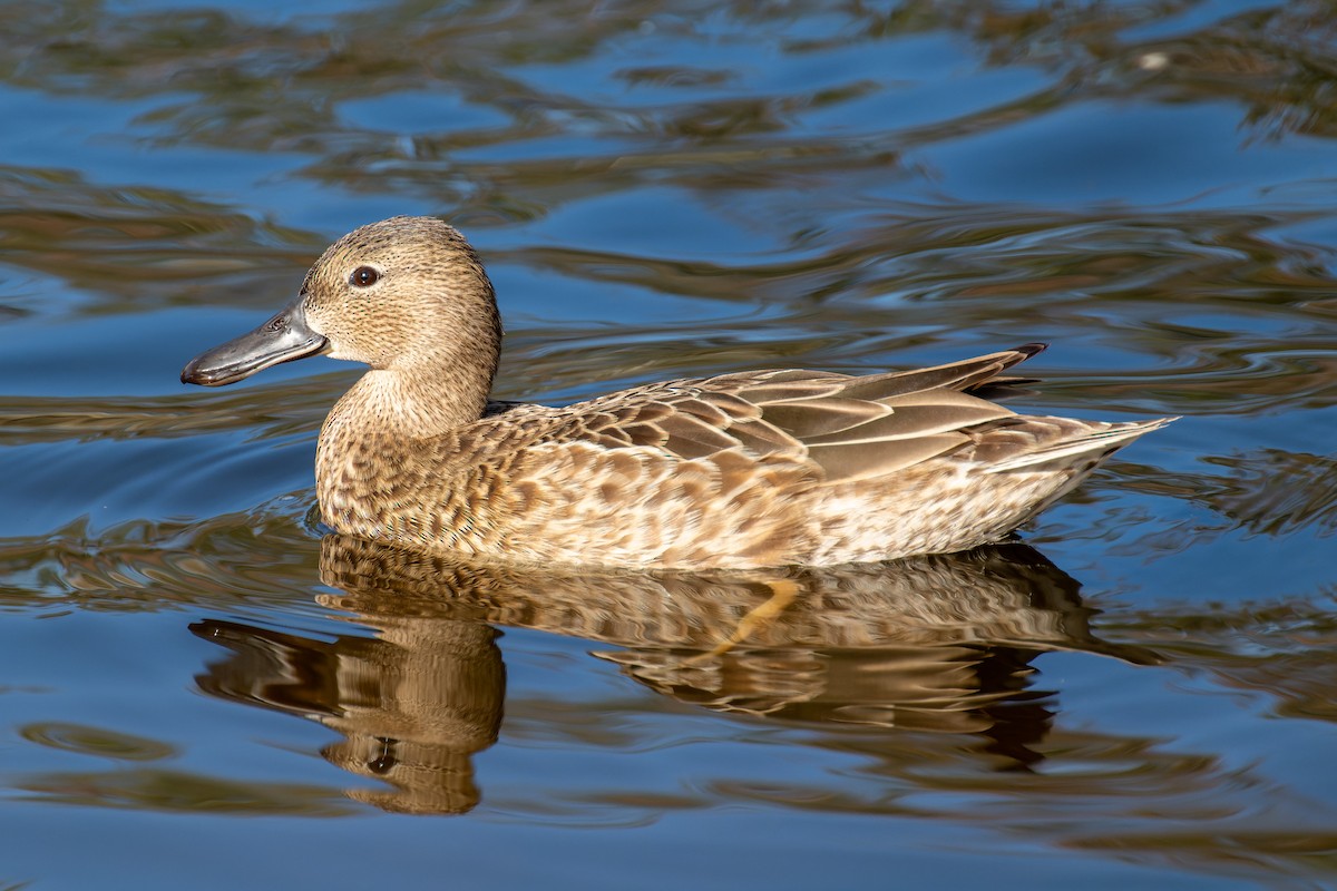 Cinnamon Teal - Ruslan Balagansky