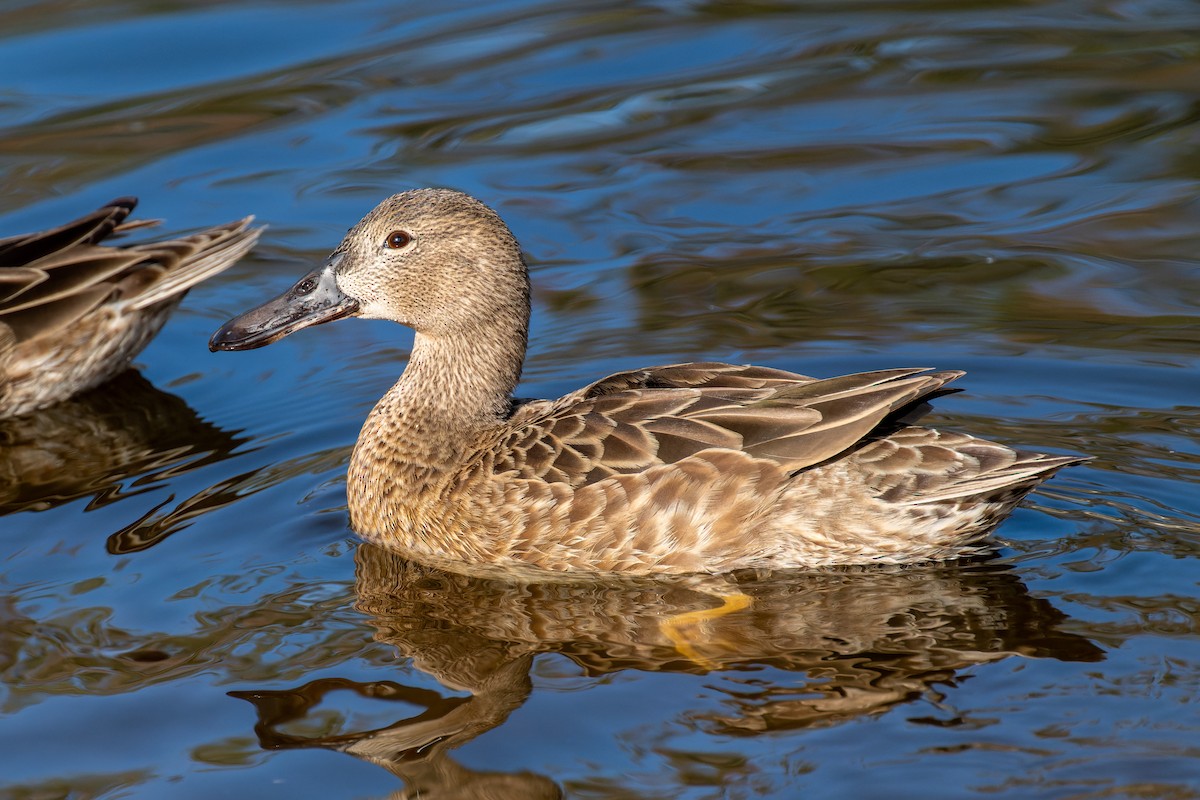 Cinnamon Teal - Ruslan Balagansky