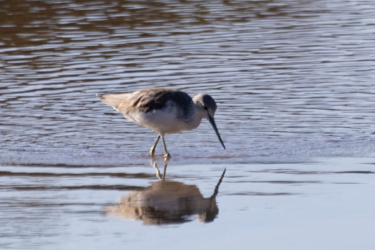 Common Greenshank - Jodhan Fine