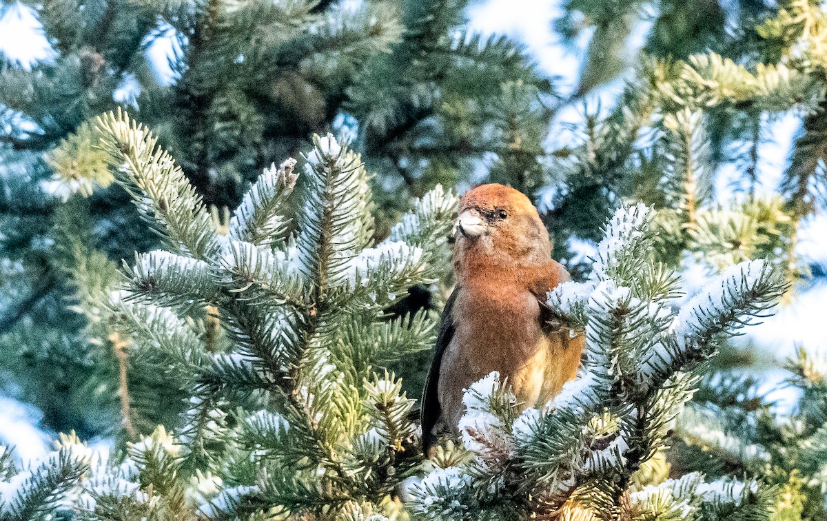 Red Crossbill - ML612676339