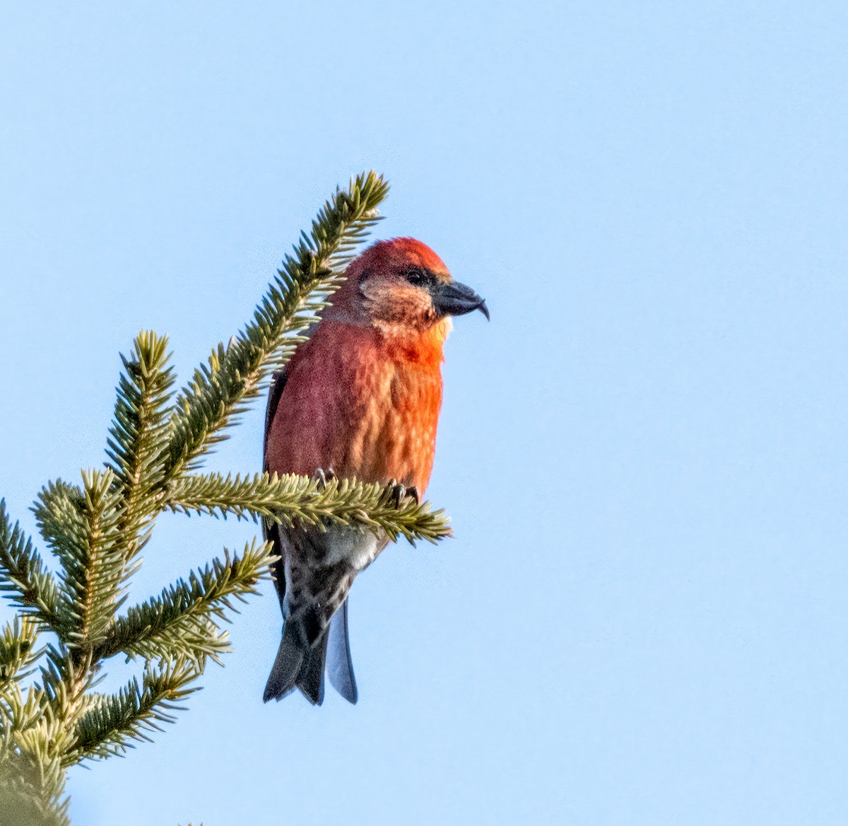 Red Crossbill - ML612676340