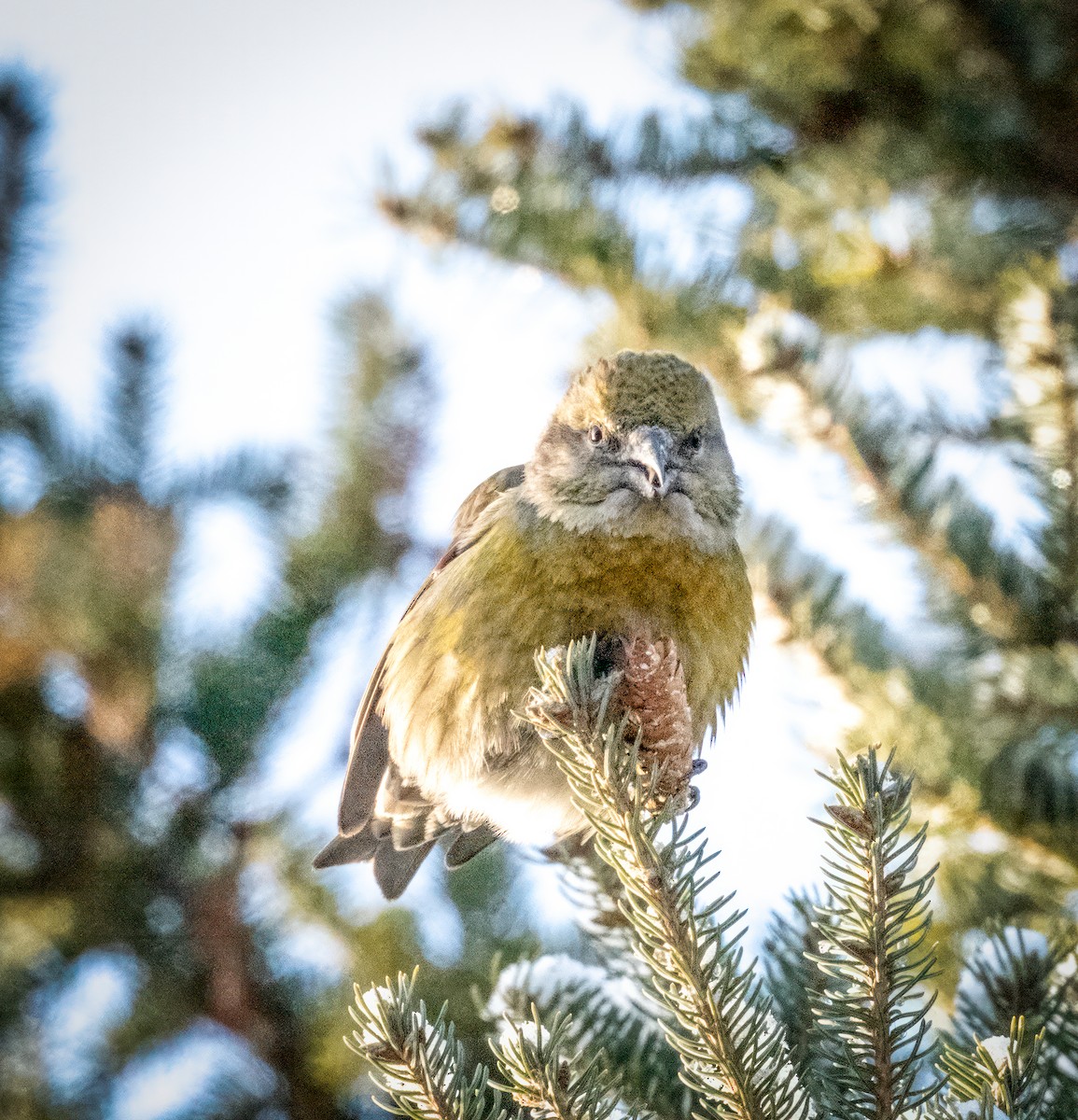 Red Crossbill - ML612676353