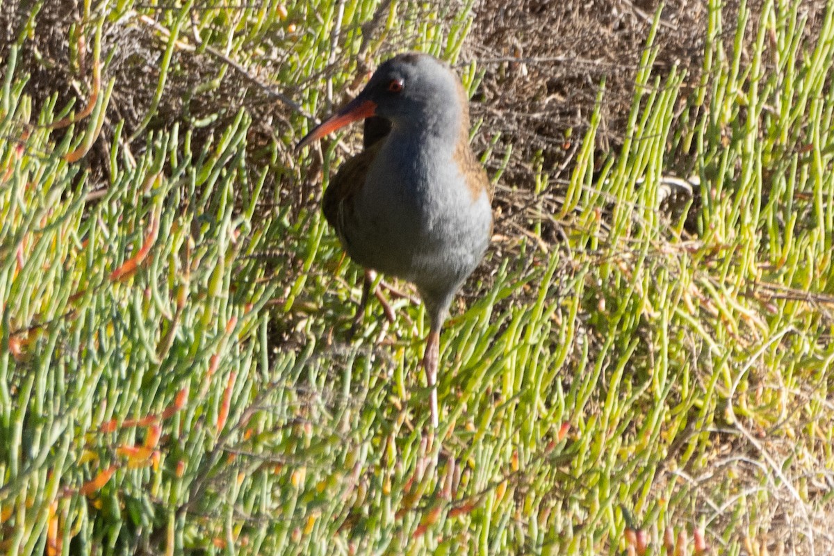 Water Rail - ML612676360