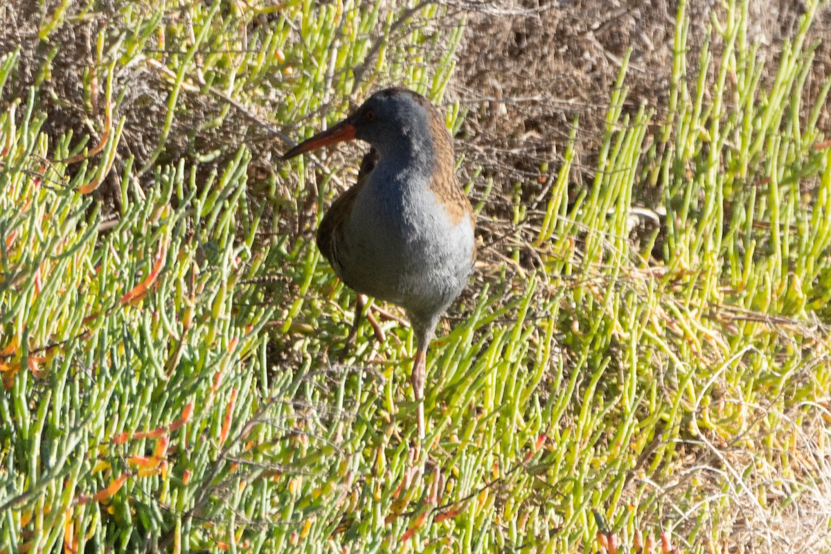 Water Rail - ML612676364