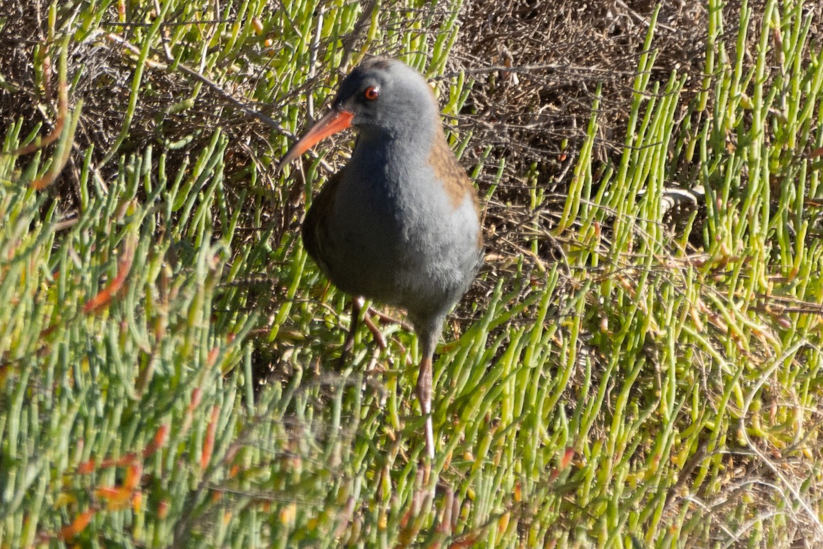 Water Rail - ML612676366