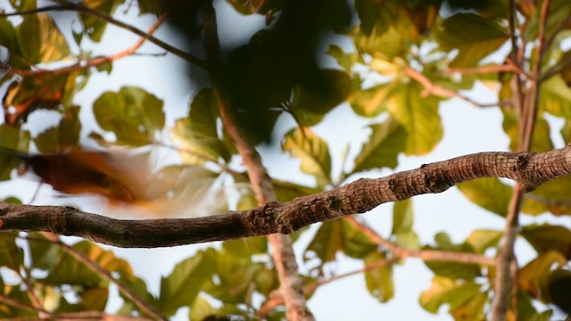 Lesser Bird-of-Paradise - ML612676459