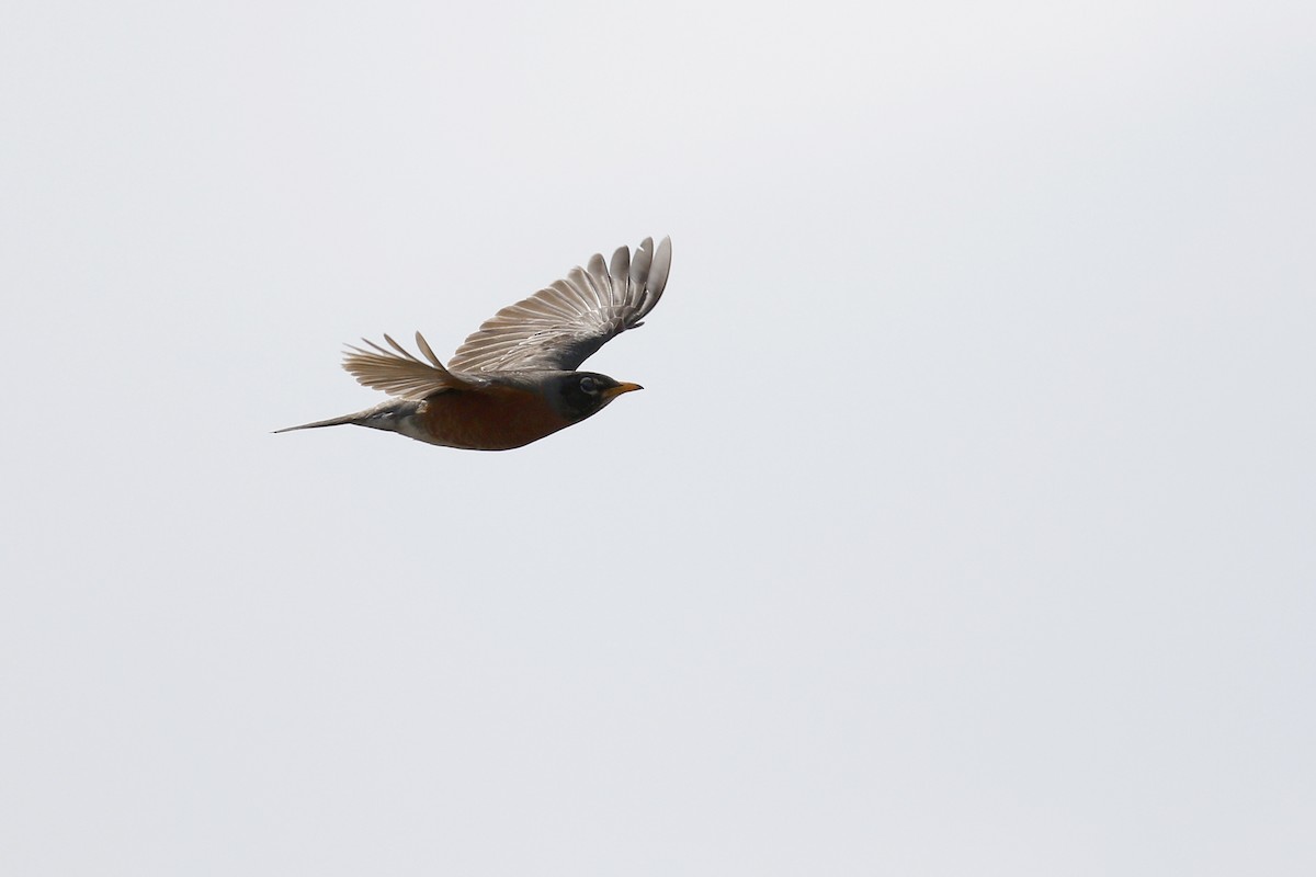 American Robin - Ted Keyel