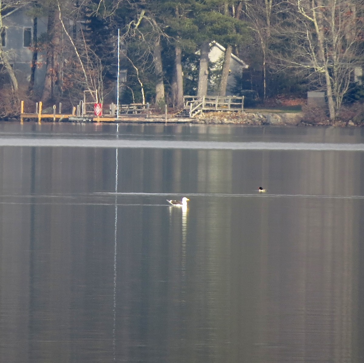 Great Black-backed Gull - ML612676475