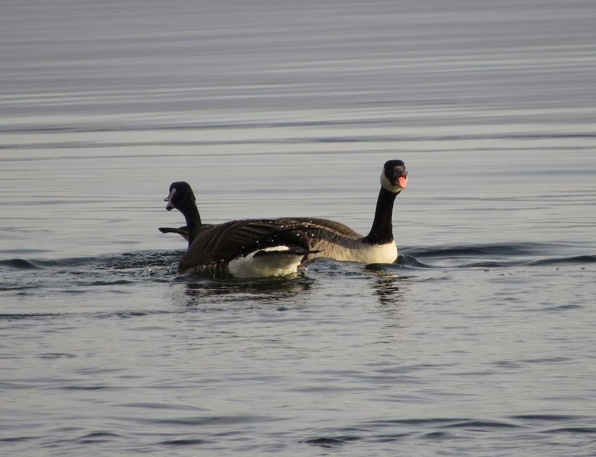 Canada Goose - ML612676498