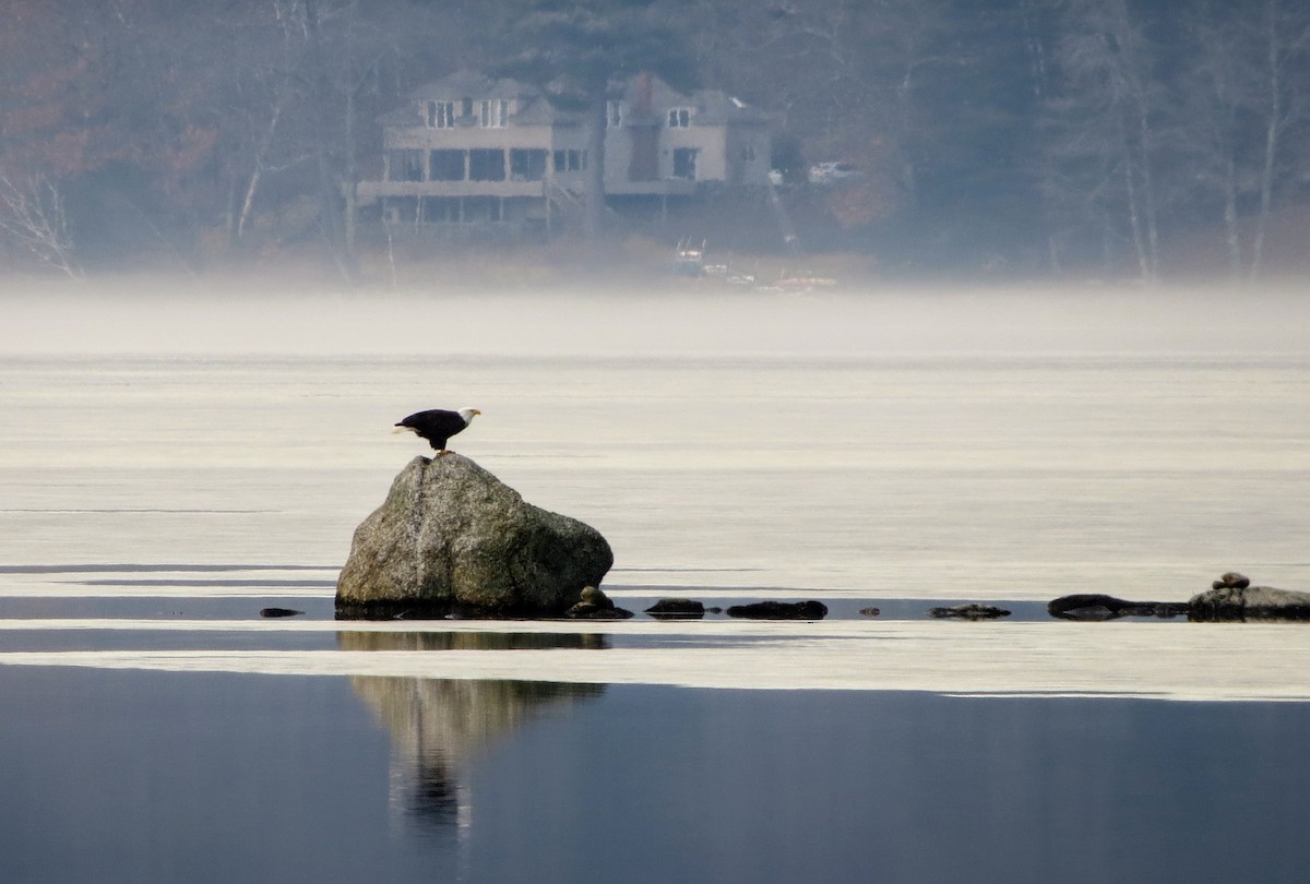 Bald Eagle - ML612676510