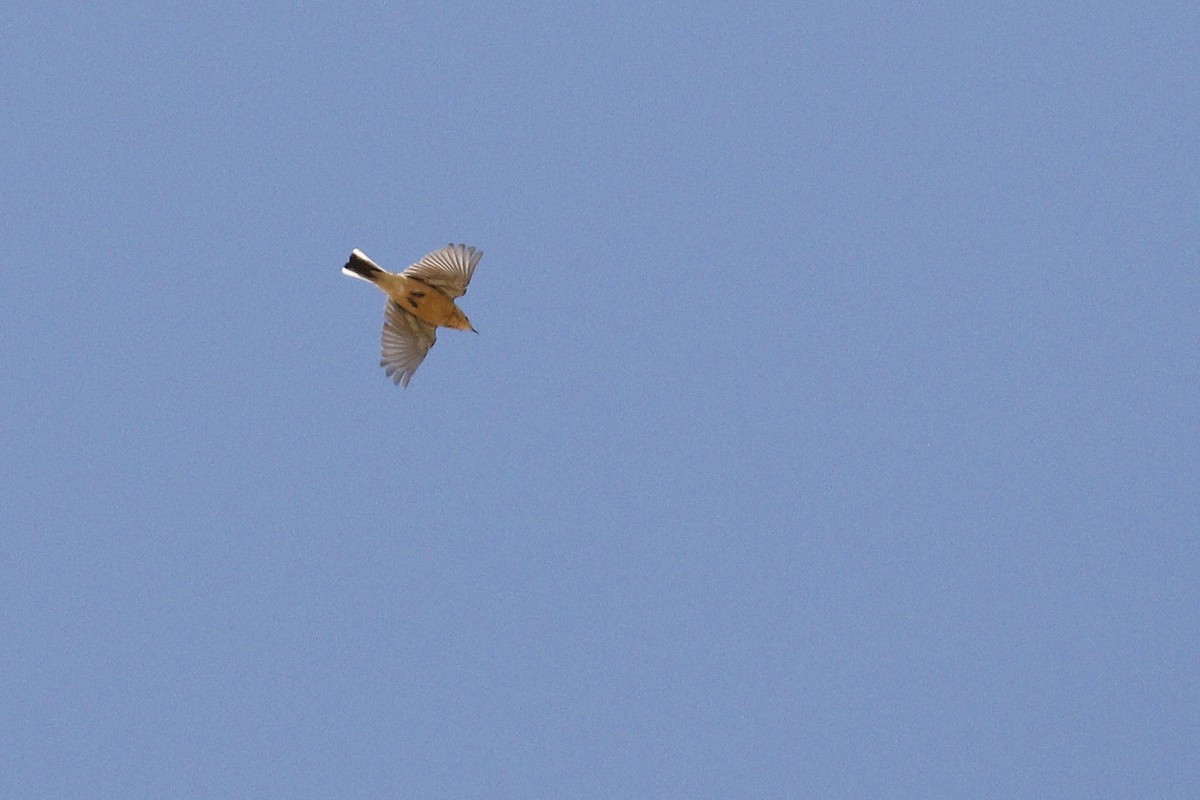 American Pipit - Ted Keyel