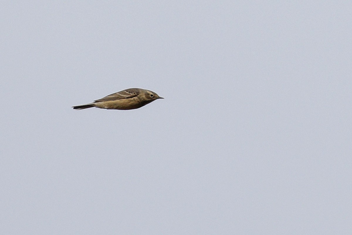 American Pipit - Ted Keyel