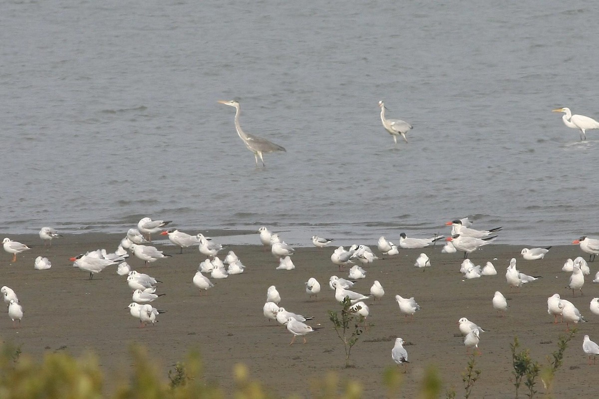 Mouette pygmée - ML61267661