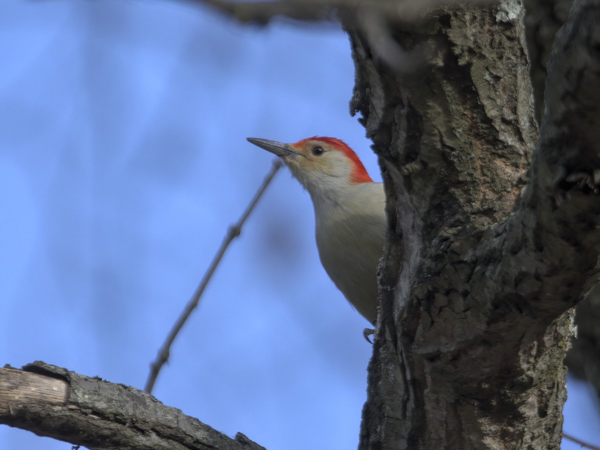 Red-bellied Woodpecker - ML612676647
