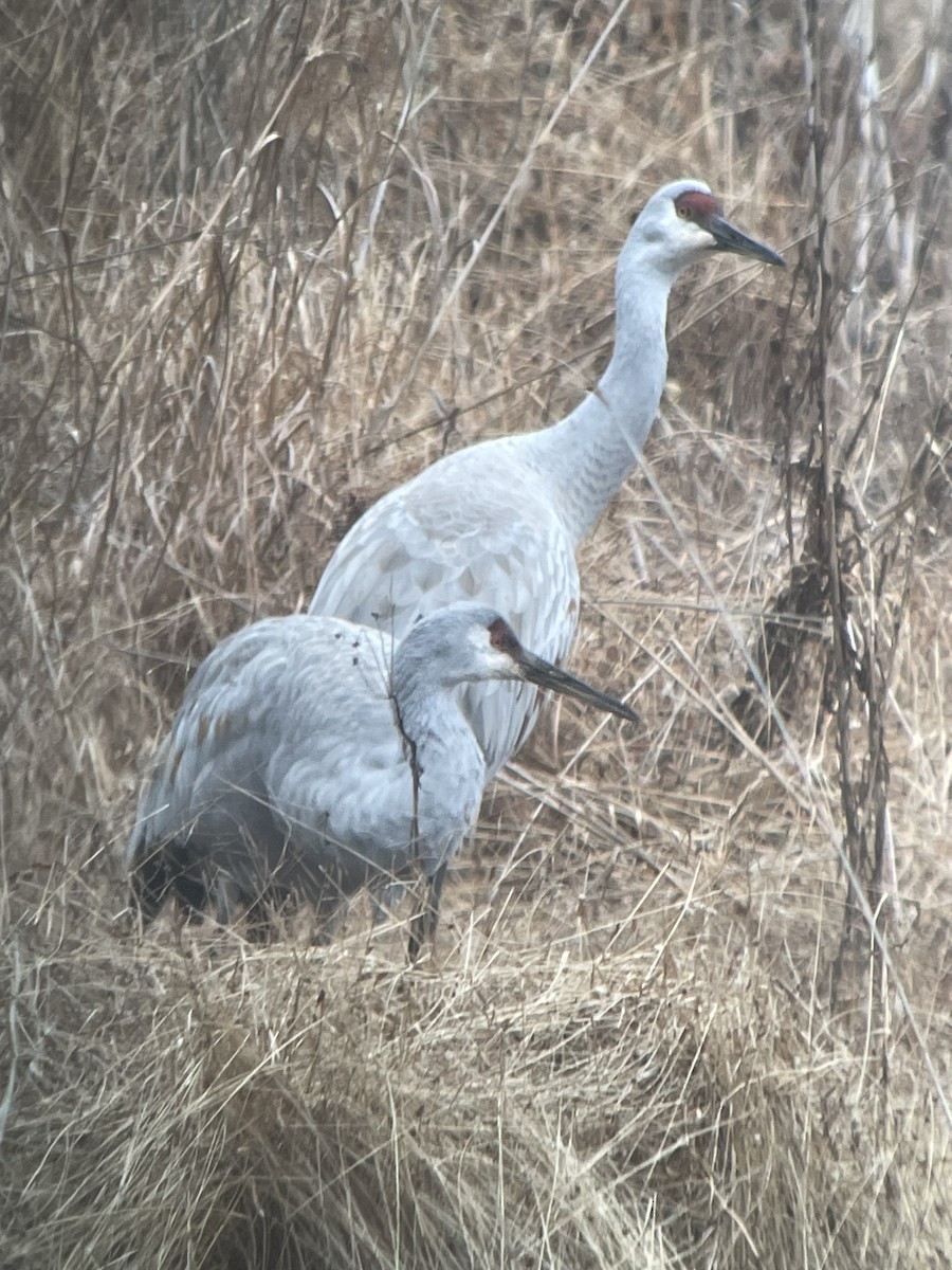 Grulla Canadiense - ML612676725