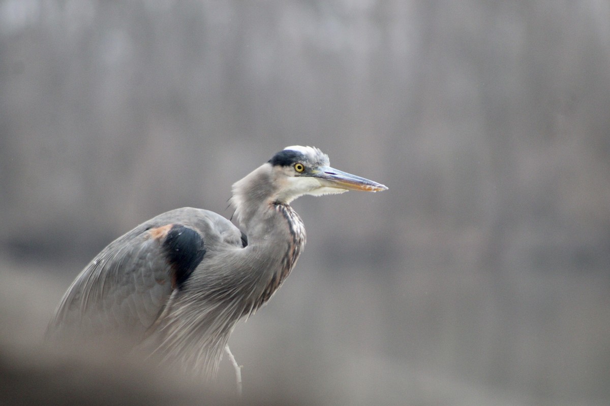 Great Blue Heron - ML612676741