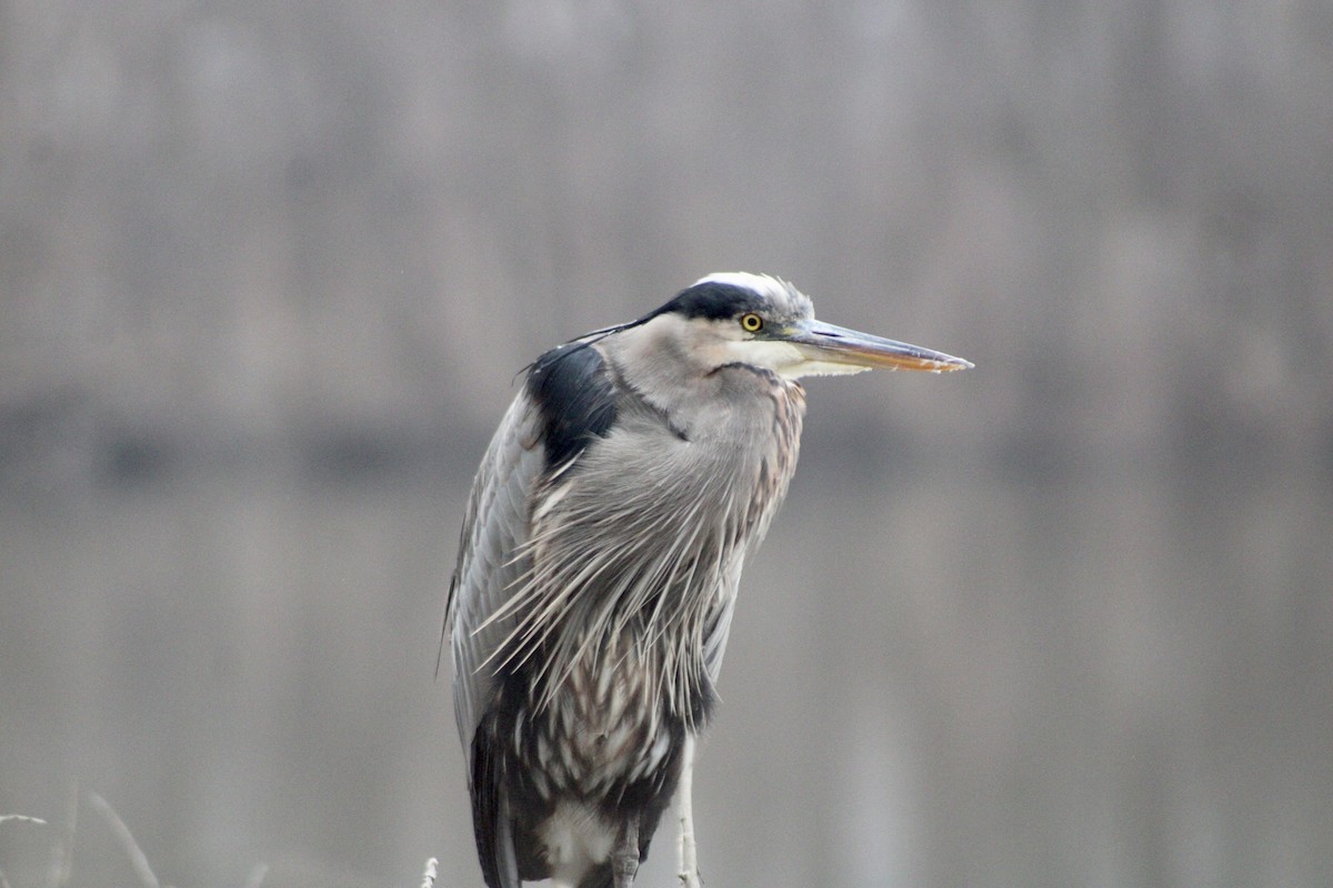 Great Blue Heron - ML612676743