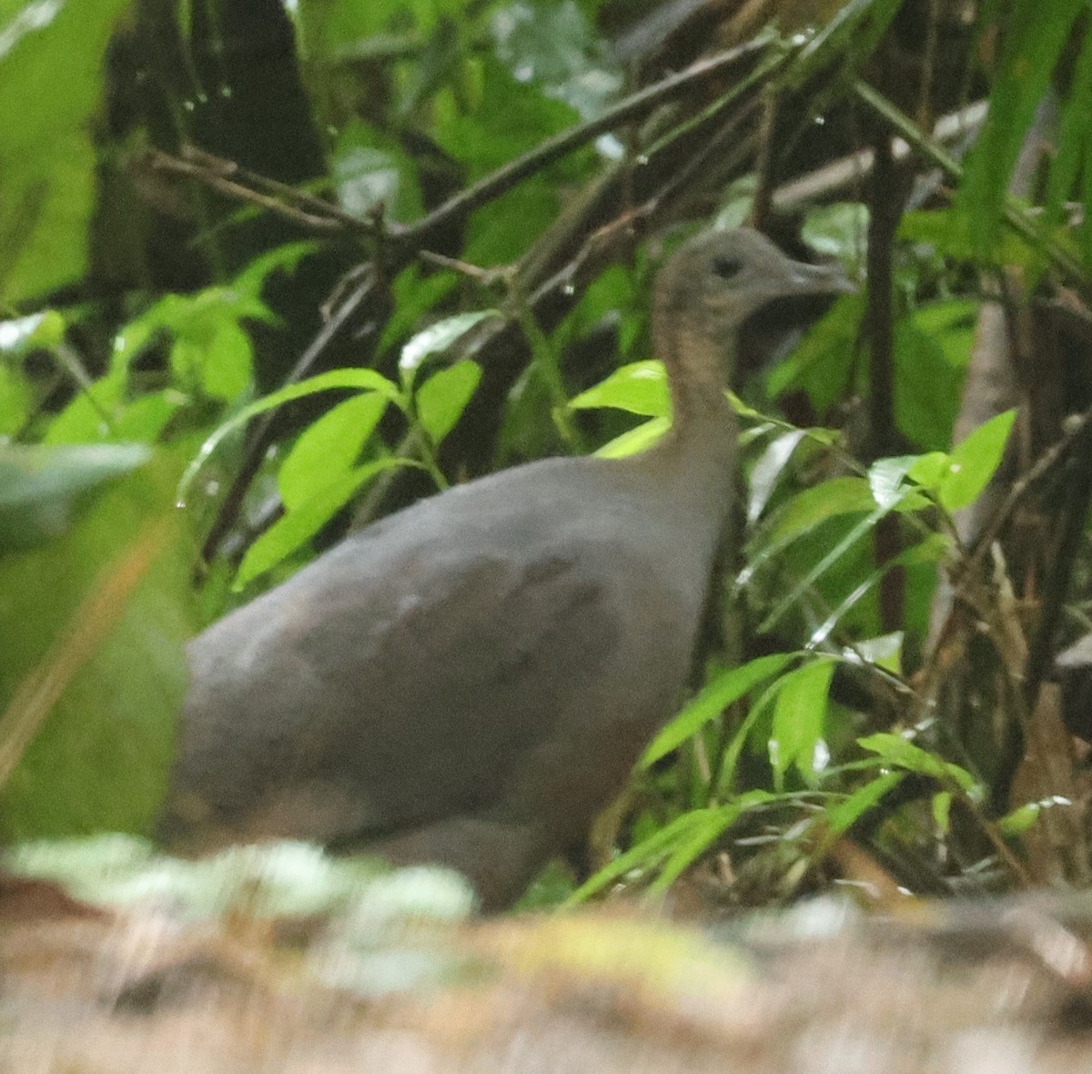 Solitary Tinamou - ML612676748