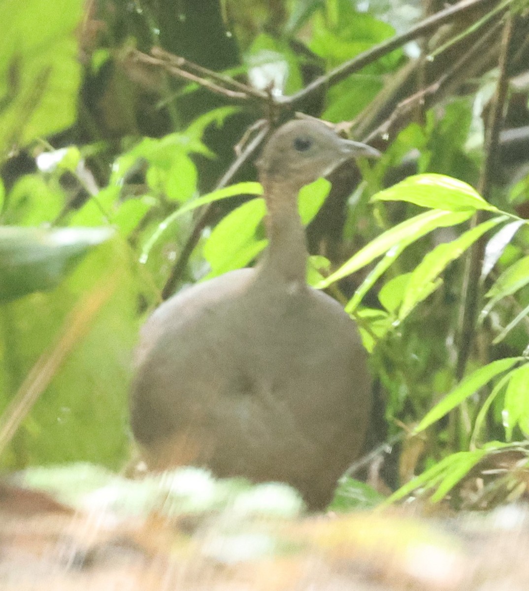 Solitary Tinamou - ML612676749