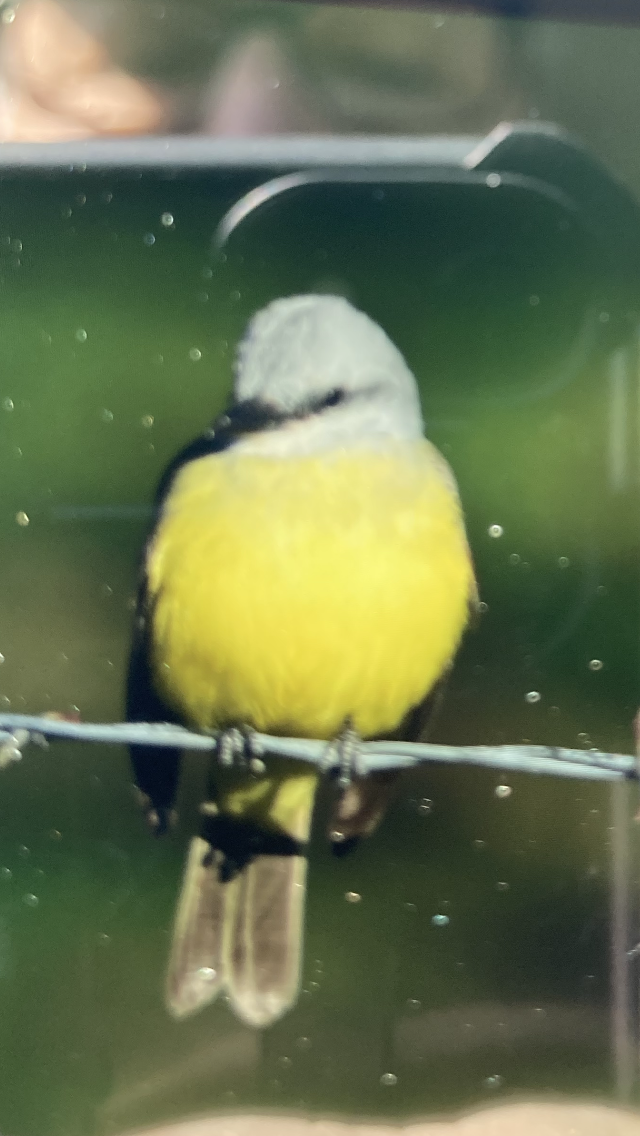 Tropical Kingbird - ML612676763