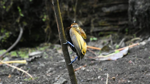 Magnificent Bird-of-Paradise - ML612676772