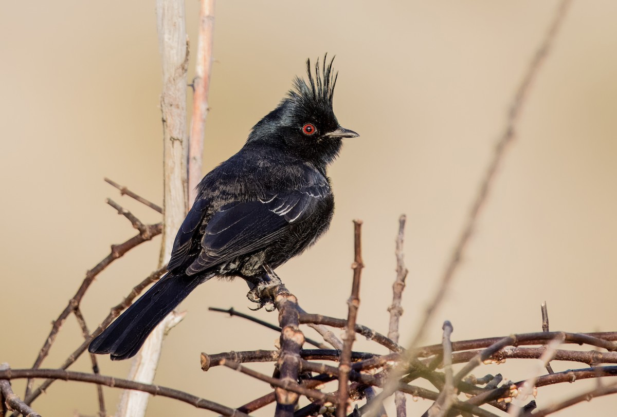 Capulinero Negro - ML612676774