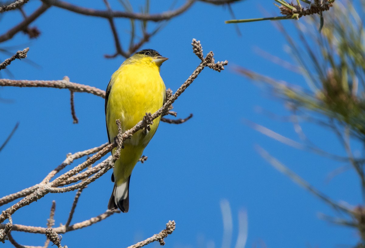 Lesser Goldfinch - ML612676778