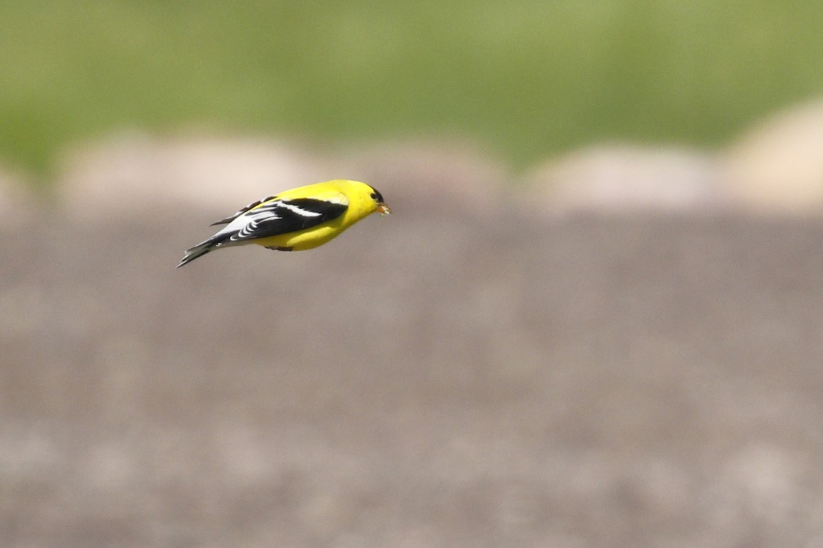 American Goldfinch - ML612676786