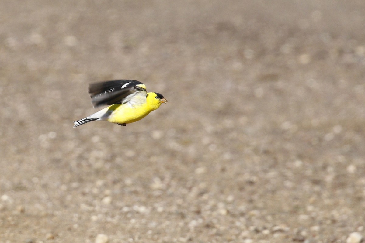 American Goldfinch - ML612676787