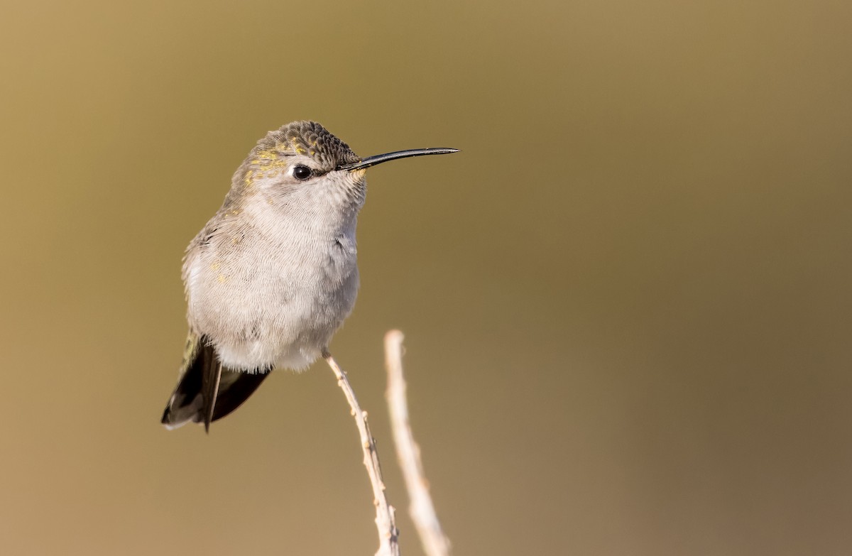 Costa's Hummingbird - Daniel Ward